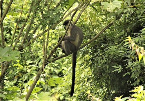 Golden Langurs found in numerous National Parks and Wildlife Sanctuaries of Bhutan